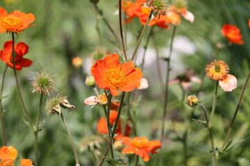 Nelkenwurz Wildblume blüht orange in einem Garten
