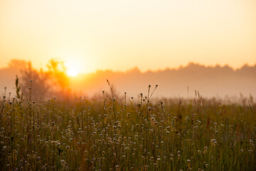 foggy field with blooming different wildflowers in spring. The sun rising in the fog over the horizon. Beautiful landscape in the early summer morning.

