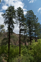 Fototapeta na wymiar Ponderosa pines in Bandelier park