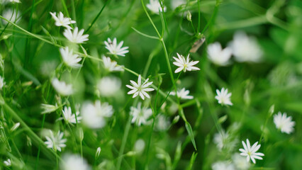 Fototapeta premium Green bright grass. Concept. A woman with a beautiful white pedicure walking on the grass with flowers.