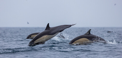 two dolphins jumping, common dolphins 
