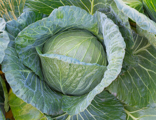 close up on fresh cabbage in the field