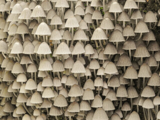 A wall of mushrooms growing on a tree in the forest