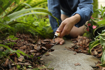 Woman mulching soil with bark chips in garden, closeup