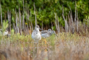 A willet and two yellowlegs feeding in the flooded tidal marsh  - obrazy, fototapety, plakaty