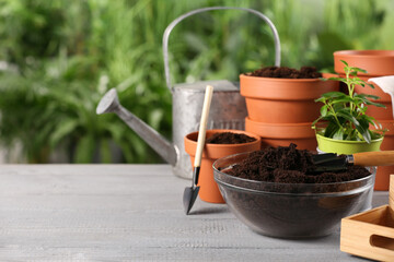Flower pots, beautiful plant, soil and gardening tools on grey wooden table outdoors. Space for text