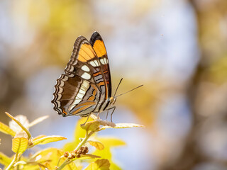 Obraz premium Arizona sister butterfly on a leaf 