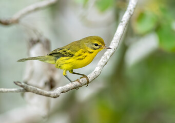 Prairie warbler perched on a branch in the forest.