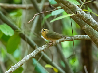 Worm-eating warbler perched on a tree branch in the forest. 