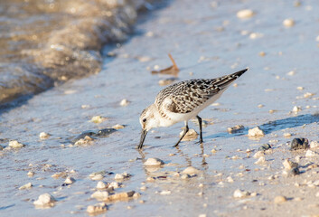 A sanderling sandpiper feeding in the sand at the edge of the shoreline 