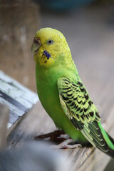 yellow and green parrot