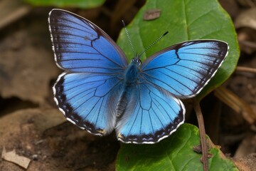 Beautiful rare blue butterfly. Generative AI