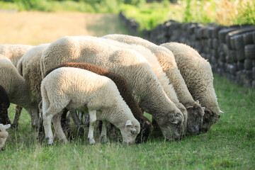 Many beautiful sheep and lambs grazing on pasture. Farm animal