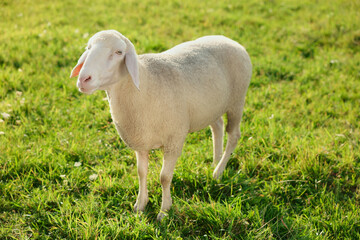Cute sheep grazing outdoors on sunny day. Farm animal