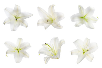 Beautiful lily flowers isolated on white, set - obrazy, fototapety, plakaty