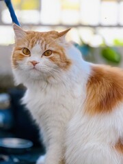 cute orange persian cat