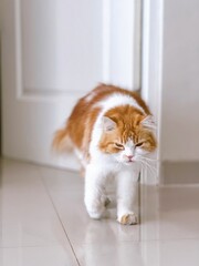 cute orange persian cat