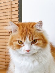 cute orange persian cat