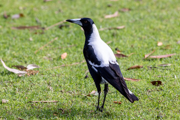 Australian White-backed Magpie foraging for food