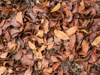 dry leaves with beautiful brown gradations
