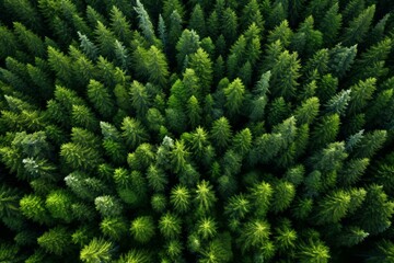 Overhead perspective of Scandinavian evergreen woodland captured by a drone. Generative AI - obrazy, fototapety, plakaty