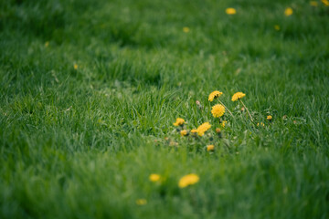 Pelouse non tondue qui laisse pousser quelques fleurs