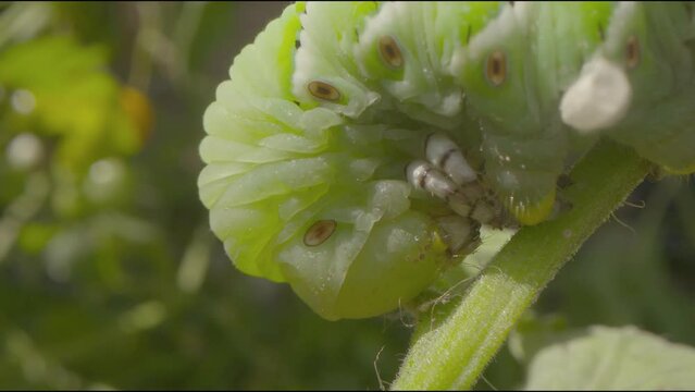 The front head end of a pest tomato hornworm caterpillar on a nightshade host plant clinging tightly to a small branch