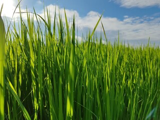 Obraz premium close up of green grass for background and texture. Green rice plants in rice fields in Thailand. fresh leaves. Agricultural background material. Green rice field in Asian country.