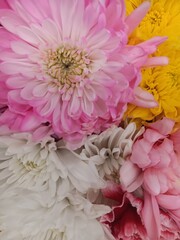 pink chrysanthemum flowers