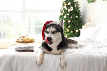 Fototapeta premium Cute Husky dog with Santa hat and letters in bedroom on Christmas eve