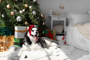 Cute Husky dog with Santa hat lying near Christmas tree in bedroom on Christmas eve