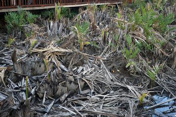 Abandoned palm tree leaves in Kota Kinabalu, Malaysia