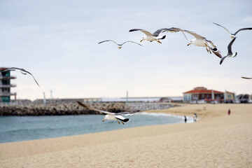 Seagulls flying on the sandy beach 