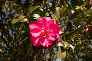 Elegance Unveiled: Camellia Blossom Beauty