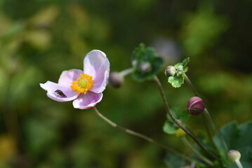 Fototapeta premium Japanese anemone ( Anemone hupehensis ) flowers. Ranunculaceae perennial plants. It is an elegant flower that blooms white or pink flowers on tall flower stalks, giving you the feeling of autumn.