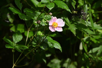 Japanese anemone ( Anemone hupehensis ) flowers. Ranunculaceae perennial plants. It is an elegant flower that blooms white or pink flowers on tall flower stalks, giving you the feeling of autumn.