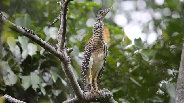 Forest bittern (Zonerodius heliosylus) in Varirata National Park, Papua New Guinea