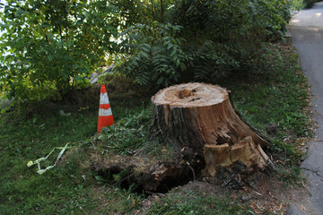 Cut Tree
