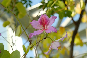 Bauhinia purpurea in full blooming