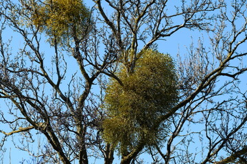 mistletoe , Viscum album subsp in Botanical garden