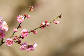 Fototapeta na wymiar Mikaiko , Ume ,,pink Japanese apricot blossom in blooming