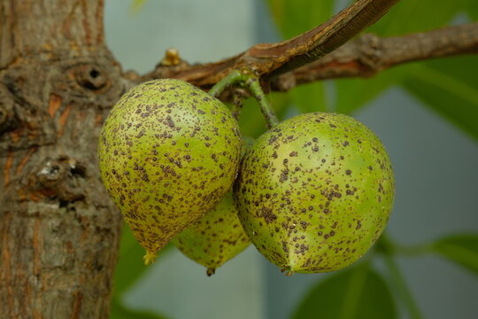 green fruits of Garcinia xanthochymus 