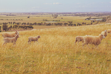 Naklejka na ściany i meble sheep in the field
