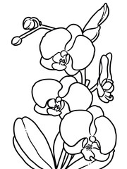 flower coloring pictures	