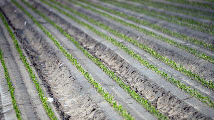 Coachella Valley Farming
