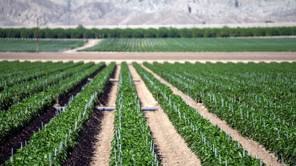Coachella Valley Farming