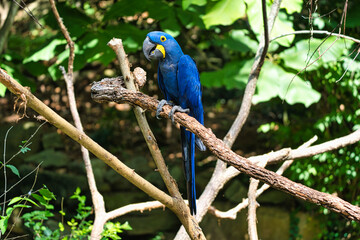 blue and yellow macaw