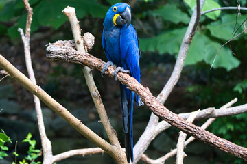 blue and yellow macaw