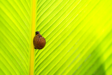 A little snail is hiding from the rain behind a banana tree leaf.