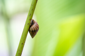 A little snail clings to a small tree trunk after rain.